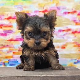 Millie TEACUP - Blue and gold female Yorkshire Terrier puppy in Monticello, Iowa from Ashley’s Puppies