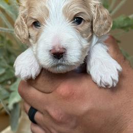 Salami - White male Cavapoo puppy in Yuciapa, California from AlltheDoodlez_