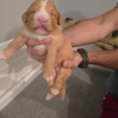 Nova Scotia Duck Tolling Retriever Puppies from Shireway Tollers