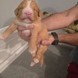 Nova Scotia Duck Tolling Retriever Puppies from Shireway Tollers