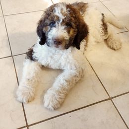 Bernedoodle and Bernese Mountain Dog Puppies from KEE Bernedoodles