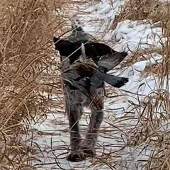 German Wirehaired Pointers from Anvil Wires