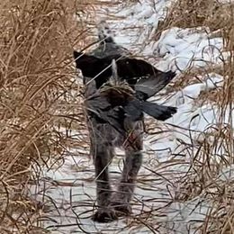 German Wirehaired Pointers from Anvil Wires