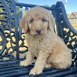 Boy (black collar) 1 - Apricot male Goldendoodle puppy in Crawford, Mississippi from Magnolia State Poodles and Doodles