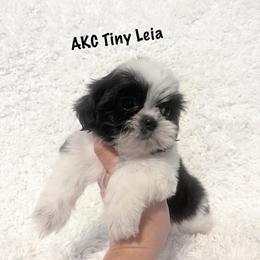 AKC Little Leia - Black and white female Shih Tzu puppy in Greenville, South Carolina from Babyface Shih Tzu