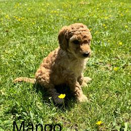 Mango - Apricot female Labradoodle puppy in Constableville, New York from Zehr’s Labradoodles & Bernedoodles