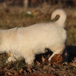 Golden Retriever Puppies from Golden Barnes Kennel