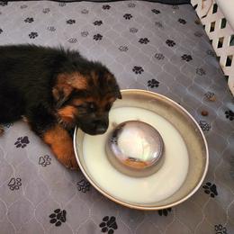 German Shepherd Puppies from Ewig Krieger Kennels