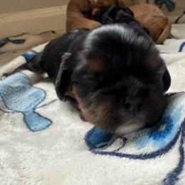 Boy 1 - Black and tan male Cavalier King Charles Spaniel puppy in Watkinsville, Georgia from Cavaliers of Windsor