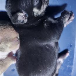 Nikolai - Black and tan male Chihuahua puppy in Gerald, Missouri from OutLaw Chihuahua's