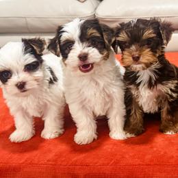 Yorkshire Terrier puppies from Gracie‘s Glamour Yorkies