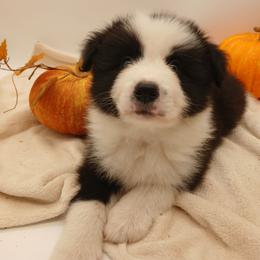 Stanley - Black male Border Collie puppy in Gloucester, Virginia from Peachy Keen Border Collies