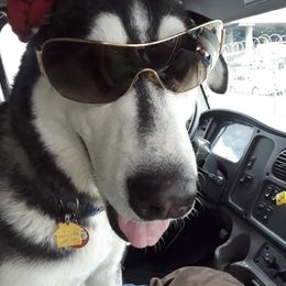 Siberian Husky All Grown Up from Lyanna Harwood's Huskies