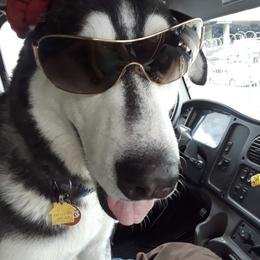 Siberian Husky All Grown Up from Lyanna Harwood's Huskies