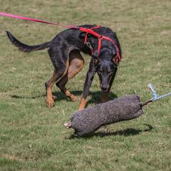 Beaucerons and Doberman Pinschers from Von Katzenstein Kennel
