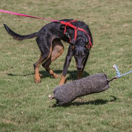 Beaucerons and Doberman Pinschers from Von Katzenstein Kennel