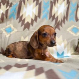 Peanut - Dapple male Dachshund puppy in Magnolia, Texas from Hillyard Ranch