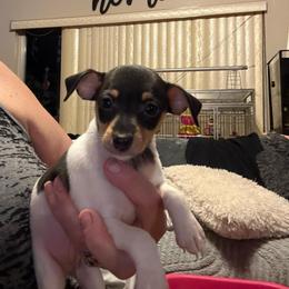 Pup A - White black and tan male Toy Fox Terrier puppy in Clermont, Florida from Debbie Hiles's Toy Fox Terriers