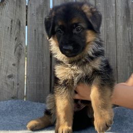 AKC Blue Boy - Black and red German Shepherd puppy in Bakersfield, California from Aguirre Farm