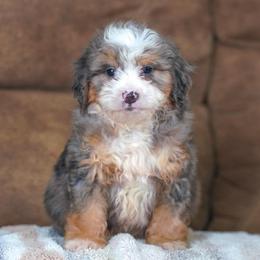 Boho - Blue merle male Bernedoodle puppy in Dundee, Ohio from Down Home Doodle