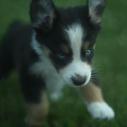 Tater tot - Black tri-color female Australian Shepherd puppy in Altmar, New York from E&C Australian Shepherds