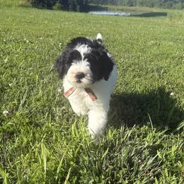 Mike - Black and white male Sheepadoodle puppy in Leeton, Missouri from Jane's Sheepadoodles