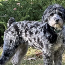 Aussiedoodles from Cypress Forrest Doodles