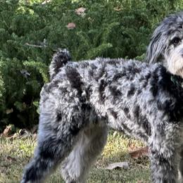 Aussiedoodles from Cypress Forrest Doodles