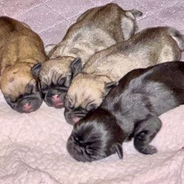 Boy 2 is not available - Fawn male Pug puppy in Bokoshe, Oklahoma from Plum Creek Pugs