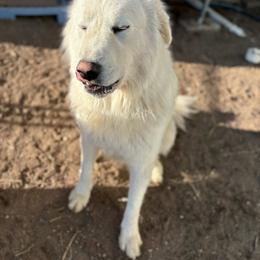 Thor - White male Colorado Mountain Dog puppy in Colorado Springs, Colorado from Sharp Guardians and Goldens