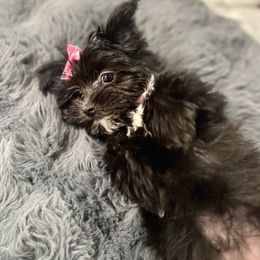 Chihuahua, Morkie, and Yorkshire Terrier Puppies from Patty’s Paws