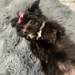 Chihuahua, Morkie, and Yorkshire Terrier Puppies from Patty’s Paws