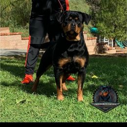 Shadow - Rottweiler