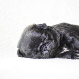 Bette - Black female Pug puppy in Caldwell, Ohio from Folklore Kennel