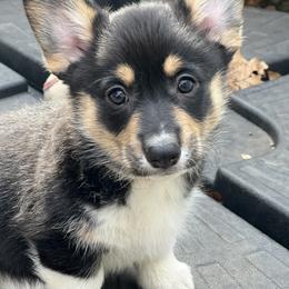 5 - Black and tan female Pembroke Welsh Corgi puppy in Sparta, New Jersey from CrestCottage Corgis