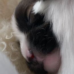 Papillon Puppies from Azure Papillons