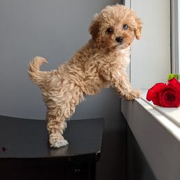Bernedoodle and Cavapoo Puppies from Wag'in Tails