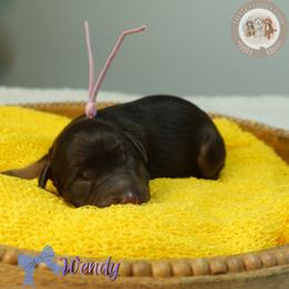 Wendy - Brown and white female Aussiedoodle puppy in Fort Myers, Florida from Little Golden Farm