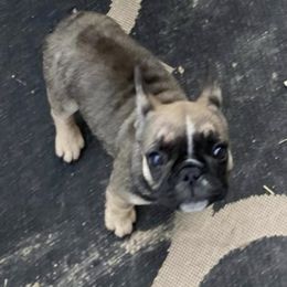 French Bulldogs from Manti Mountain Farm