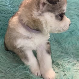 Siberian Husky Puppies from TCE HUSKIES