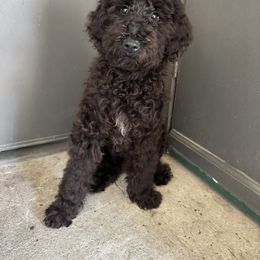 Jet - Black Poodle puppy in Valdosta, Georgia from Posh Poodles