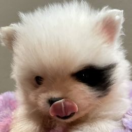 Pomeranian Puppies from TiaZ Poms