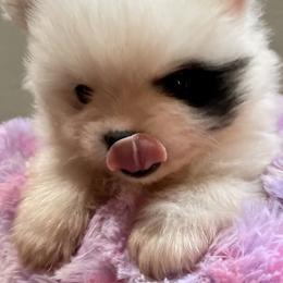 Pomeranian Puppies from TiaZ Poms