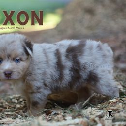 Dixon - RMM - Red merle male Miniature American Shepherd puppy in Nacogdoches, Texas from TK Standard, Mini, & Toy Aussies