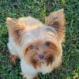 Rusty - Yorkshire Terrier