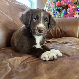 Boy 7 - Red Australian Shepherd puppy in Monroe, North Carolina from Dreamland Aussies & Poodles