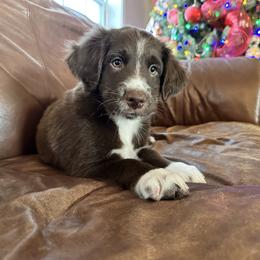 Boy 7 - Red Australian Shepherd puppy in Monroe, North Carolina from Dreamland Aussies & Poodles