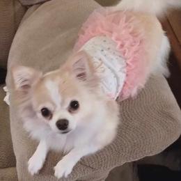 Chihuahua All Grown Up from Roodhaus Chihuahuas