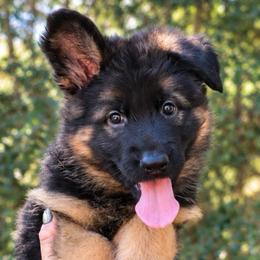 Abby Lou - Black and red female German Shepherd puppy in Canton, Texas from WILDWOOD GERMAN SHEPHERDS