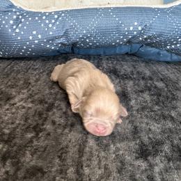 Boy1 - Lilac male Shih Tzu puppy in Georgia from Chinx Puppy Songs